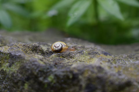 cargol, pedra, petit, mol·lusc, temes d'animals, animal, fauna animal, gasteròpode, shell, un animal, animals a la natura, enfocament selectiu, invertebrat, closca d’animals, primer pla, dia, cap gent, espiral, naturalesa, sòlid, rock, rock - object, a l'aire lliure, nivell superficial, 4K, CC0, domini públic, lliure de regalies
