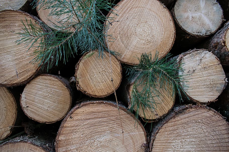 Natur, Baum, Bäume, gehackter Baum, Grün, Bauholz, Log, Stapel, Holz, Brennholz, Holzindustrie, Holz - Material, Vollbild, Hintergründe, Abholzung, Kraftstoff- und Stromerzeugung, große gruppe von gegenständen, Wald, Fülle, keine Leute, Nahansicht, fossiler Brennstoff, texturiert, draußen, 5K