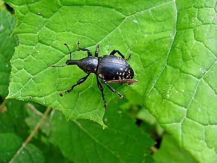 kever, Bos, insect, forest-kever, natuur, deel van de plant, blad, één dier, ongewerveld, dierenleven, groene kleur, dierlijke thema's, dieren in het wild, dier, fabriek, groei, detailopname, geen mensen, bladader, zwarte kleur, dag, laten vallen, buitenshuis, 2K, CC0, publiek domein, royaltyvrij
