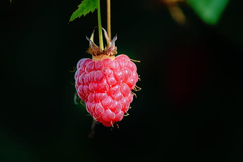 raspberry, individually, depend, himbeerstrauch, red, fruit, berry, delicious, vitamins, nature, food, close up, eat, healthy, fresh, ripe, fragrance, sweet, healthy eating, close-up, food and drink, freshness, berry fruit, no people, studio shot, focus on foreground, wellbeing, black background, plant, growth, outdoors, beauty in nature, 4K, CC0, public domain, royalty free