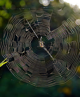web, ragno, trappola, selvaggio, Australia, ragnatela, fragilità, concentrarsi sulle conoscenze acquisite, avvicinamento, vulnerabilità, nessuno, artropodo, aracnide, bellezza nella natura, invertebrato, natura, temi animali, modello, animale, un animale, animali allo stato selvatico, giorno, all'aperto, complessità, concentrico, 2K, CC0, dominio pubblico, privo di copyright