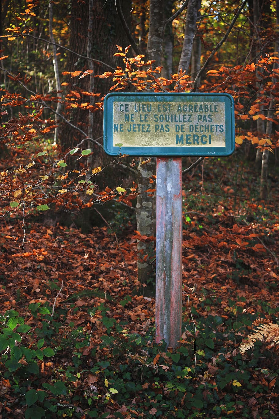 pianta, albero, foglia, terra, simbolo, Francia, Occitanie, cartello, suolo, all'aperto, placca, natura, tronco d'albero, foresta, Grazie, stagione, autunno, le foglie, comunicazione, testo, sceneggiatura occidentale, informazione, segno di informazione, guida, giorno, nessuno, sceneggiatura non occidentale, copione, simbolo della freccia, direzione, modificare, Messaggio, 5K