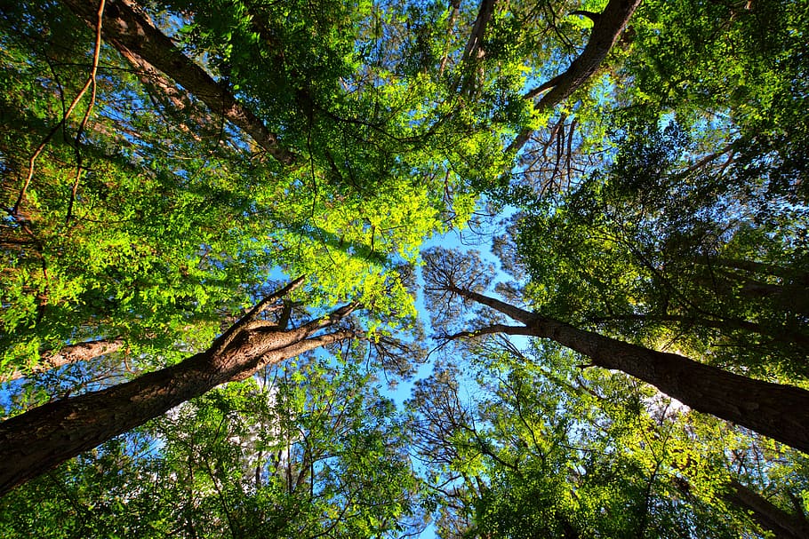 Bäume, Tasse, Baum, Natur, Landschaft, Wald, Pflanze, grüne Farbe, Flachwinkelansicht, Wachstum, Ruhe, Kofferraum, Baumstamm, Schönheit in der Natur, Land, Ast, ruhige Szene, Tag, keine Leute, Szenen - Natur, idyllisch, Baumkrone, draußen, direkt darunter, 4K