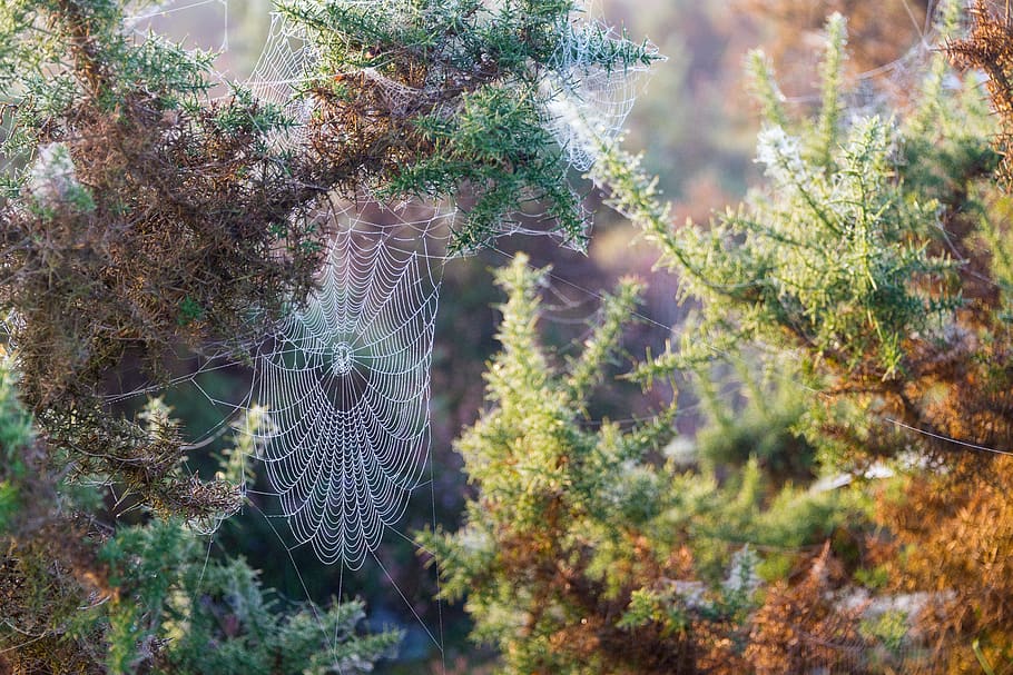 Netz, Spinnennetz, Tautropfen, Herbst, lichtspiel, Spinnweben, Morgen, Wasser, Spinne, Tau, Insekt, feucht, Traumfänger, morgentau, Pflanze, keine Leute, Wachstum, Natur, Schönheit in der Natur, Tag, Tierwelt, Tiere in freier Wildbahn, Nahansicht, selektiver Fokus, Baum, draußen, Tier, Tierthemen, High Angle View, grüne Farbe, unter wasser, Meer, Ruhe, unterseeisch, Marine, Nadelbaum, 5K