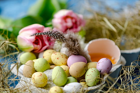Feliç Pasqua, Pasqua, ous de Pasqua, ou de Pasqua, ou, posar ous, ous de xocolata, ou colorit, planta, menjar, naturalesa, cap gent, menjar i beguda, primer pla, enfocament selectiu, dia, celebració, festa, multicolor, centrar-se en primer pla, vacances - esdeveniment, a l'aire lliure, herba, frescor, 5K, CC0, domini públic, lliure de regalies