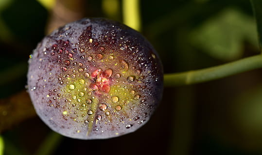 Fig, albastru, smochin, a închide, copt, delicios, mânca, fruct, alimente, fructe de ficat, dulce, Mediterana, ramură, spurge familia, picatură, picătură de ploaie, picătură de rouă, prospeţime, mancare si bautura, nici o persoana, apă, cădere brusca, umed, mâncat sănătos, natură, să se concentreze asupra primelor elemente, plantă, bunăstare, floare, creştere, extreme close-up, Culoarea verde, în interior, 5K, CC0, domeniu public, fără drepturi de autor