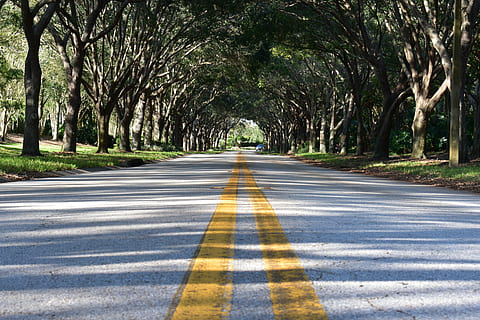 strada, marciapiede, asfalto, sentiero, alberi, riparo, ombre, verde, grigio, giallo, Linee, linee guida, albero, pianta, direzione, la strada davanti, mezzi di trasporto, prospettiva decrescente, segnaletica stradale, nessuno, natura, giorno, simbolo, crescita, marcatura, punto di fuga, cartello, all'aperto, treelined, ombra, bellezza nella natura, lungo, linea di divisione, 5K, CC0, dominio pubblico, privo di copyright