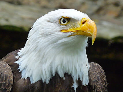 falco, uccello, animale, temi animali, animali allo stato selvatico, uccello rapace, vertebrato, un animale, aquila calva, aquila, fauna selvatica, concentrarsi sulle conoscenze acquisite, parte del corpo animale, aquila - uccello, avvicinamento, giorno, becco, nessuno, testa di animale, Colore bianco, analizzare, cercare, guardare, 2K, CC0, dominio pubblico, privo di copyright