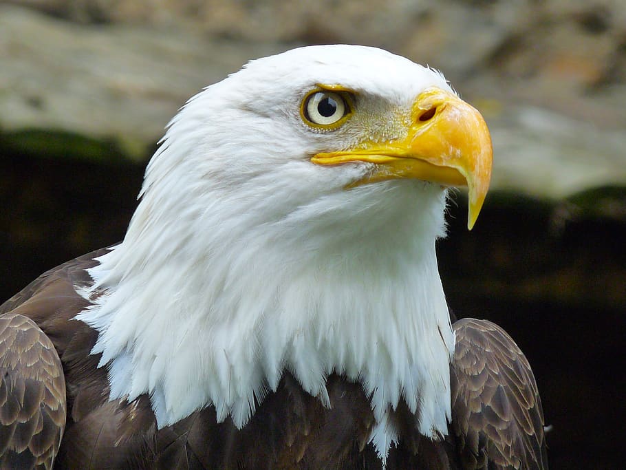 falco, uccello, animale, temi animali, animali allo stato selvatico, uccello rapace, vertebrato, un animale, aquila calva, aquila, fauna selvatica, concentrarsi sulle conoscenze acquisite, parte del corpo animale, aquila - uccello, avvicinamento, giorno, becco, nessuno, testa di animale, Colore bianco, analizzare, cercare, guardare, 2K