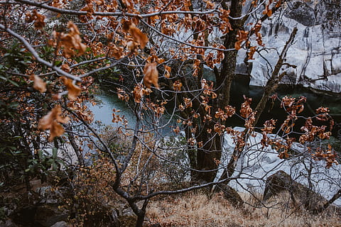 arborele frunze maroniu, în aer liber, cădea, râu, copac, plantă, natură, ramură, liniște, nici o persoana, apă, teren, creştere, frumusețe în natură, temperatura rece, zi, iarnă, pădure, toamnă, arbore gol, Schimbare, 5K, CC0, domeniu public, fără drepturi de autor