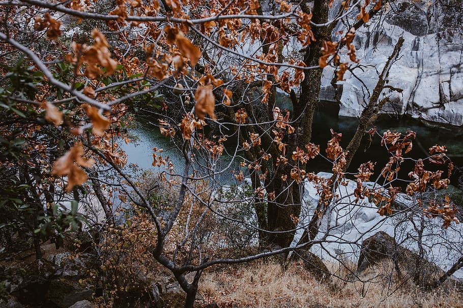 arborele frunze maroniu, în aer liber, cădea, râu, copac, plantă, natură, ramură, liniște, nici o persoana, apă, teren, creştere, frumusețe în natură, temperatura rece, zi, iarnă, pădure, toamnă, arbore gol, Schimbare, 5K