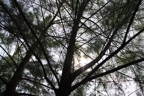 silueta d’arbre, branques, perspectiva, arbre, planta, tranquil·litat, bosc, branca, bellesa a la natura, cap gent, naturalesa, cel, terra, creixement, vista d’angle baix, dia, a l'aire lliure, fons, tronc, silueta, tronc de l'arbre, escena tranquil·la, copa de l'arbre, directament a sota, 5K, CC0, domini públic, lliure de regalies