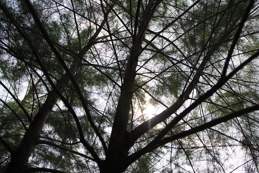silueta d’arbre, branques, perspectiva, arbre, planta, tranquil·litat, bosc, branca, bellesa a la natura, cap gent, naturalesa, cel, terra, creixement, vista d’angle baix, dia, a l'aire lliure, fons, tronc, silueta, tronc de l'arbre, escena tranquil·la, copa de l'arbre, directament a sota, 5K