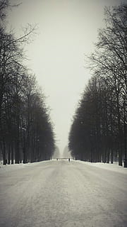 studiu, zăpadă, copaci, natură, peisaj, alb, geros, îngheţ, Imagine de fundal ecran, copac, direcţie, calea de urmat, plantă, cer, drum, arbore gol, nici o persoana, transport, diminuarea perspectivei, treelined, iarnă, zi, cer senin, scenice - natura, temperatura rece, liniște, punct de disparitie, în aer liber, 5K, CC0, domeniu public, fără drepturi de autor
