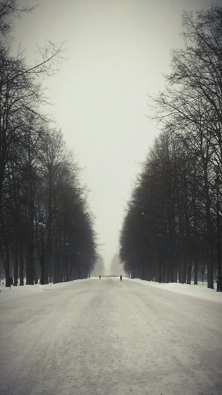 studia, la neve, alberi, natura, paesaggio, bianca, gelido, brina, sfondo della schermata di blocco, albero, direzione, la strada davanti, pianta, cielo, strada, albero nudo, nessuno, mezzi di trasporto, prospettiva decrescente, treelined, inverno, giorno, cielo sereno, scenics - natura, temperatura fredda, la tranquillità, punto di fuga, all'aperto, 5K