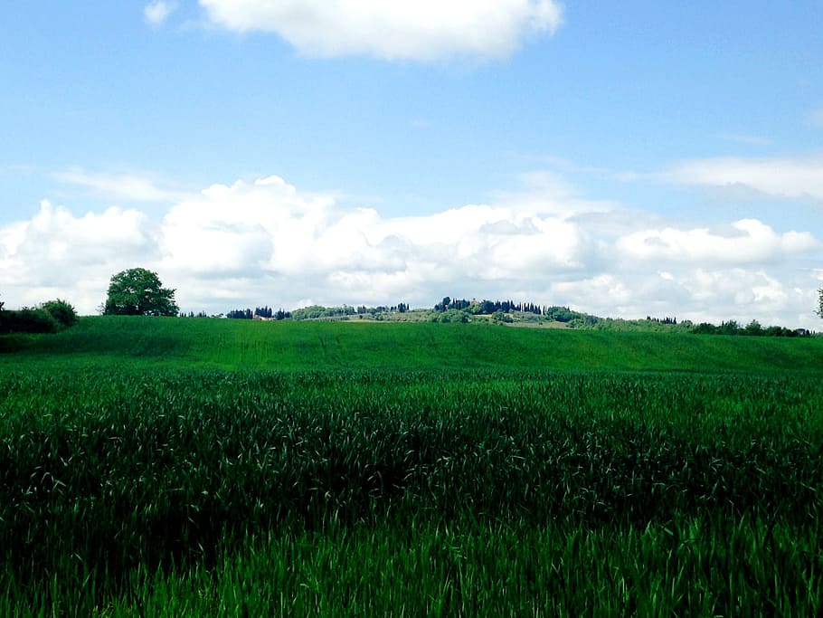 landskab, græs, horisont, Sky, himmel, Mark, gård, græsplæne, eng, prærie, bakke, blomst, grøn, afgrøde, jord, landbrug, almindeligt, græsarealer, plantage, plateau, levested, økosystem, landdistrikt, uafskallet felt, naturligt miljø, geografisk funktion, græs familie, miljø, sky - himmel, natur, landlige scene, vækst, plante, grøn farve, frihed, ingen mennesker, udendørs, mulighed, skønhed i naturen, udsigter, scenics - natur, 1080P