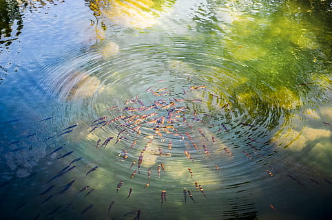 abstract, nature, water, reflection, art, bright, summer, image, illustration, figure, picture, fish, a flock of, school, fry, circles, river, hotspot, transparent, bashkiria, russia, rippled, high angle view, day, no people, lake, outdoors, waterfront, motion, concentric, architecture, plant, tree, multi colored, floating on water, floating, distorted image, purity, 4K, CC0, public domain, royalty free