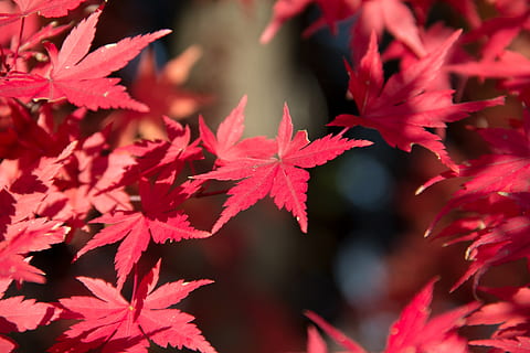 leaf, nature, fall, flora, season, color, outdoors, garden, tree, beautiful, closeup, summer, plant part, autumn, maple leaf, red, beauty in nature, change, plant, maple tree, close-up, no people, growth, day, selective focus, branch, leaves, focus on foreground, natural condition, autumn collection, 4K, CC0, public domain, royalty free