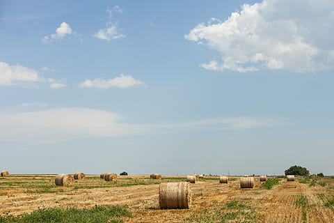 bele siana, pole, tło, chmury, ziemia uprawna, światło dzienne, dzień, gospodarstwo rolne, pole uprawne, trawa, siano, wylądować, krajobraz, naturalny, słoma, bele słomy, bela, niebo, rolnictwo, chmura - niebo, środowisko, scena wiejska, roślina, scenics - natura, piękno natury, Natura, spokojna scena, żniwny, żadnych ludzi, spokój, na dworze, 5K, CC0, domena publiczna, darmowe zdjęcia