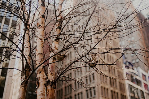 arbre sense fulles, edificis d'apartaments, arbre nu, ocells, branca, medi ambient, caure, tir en angle baix, new york, nova York, a l'aire lliure, posat, temporada, arbre, temps, planta, cap gent, centrar-se en primer pla, naturalesa, exterior de l'edifici, estructura construïda, dia, arquitectura, planta morta, tronc, hivern, tranquil·litat, tronc de l'arbre, temperatura de fred, edifici, vista d’angle baix, Planta esvaïda, 4K, CC0, domini públic, lliure de regalies