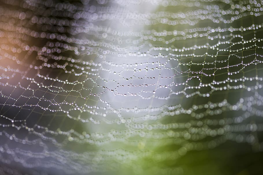 materialul netratat umed., panza de paianjen, a închide, fragilitate, nici o persoana, cădere brusca, vulnerabilitate, selectiv, umed, frumusețe în natură, natură, apă, model, modelul natural, zi, în aer liber, cadru complet, fundaluri, să se concentreze asupra primelor elemente, ploaie, complexitate, rouă, sezon ploios, web, picătură de ploaie, 5K