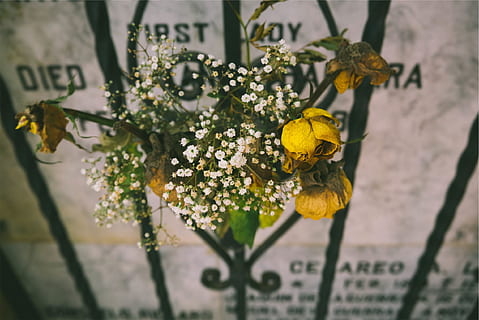 las flores, portón, flor, planta floreciendo, planta, amarillo, belleza en la naturaleza, vulnerabilidad, fragilidad, frescura, pétalo, crecimiento, naturaleza, de cerca, insecto, cabeza de flor, invertebrado, animales en la naturaleza, centrarse en primer plano, fauna animal, nadie, temas de animales, al aire libre, polinización, primavera, polen, mariposa - insecto, 1080P, CC0, dominio público, libre de derechos