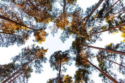 alberi, Treetops, foresta, albero, pianta, Inquadratura dal basso, cielo, crescita, bellezza nella natura, la tranquillità, nessuno, tronco, tronco d'albero, baldacchino di albero, alto - alto, ramo, natura, giorno, direttamente sotto, terra, all'aperto, idilliaco, modificare, alto, 5K, CC0, dominio pubblico, privo di copyright