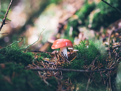 selektyvus, sutelkti fotografiją, skristi, agarinis, grybai, samanos, lapai, miškas, grybelis, raudona, žalias, klijuoti, lauke, pobūdį, laukinės gamtos, medis, ruduo, nuodingas, Iš arti, dangtelį, sezoną, krapštukas, toksinė medžiaga, augalų, skrudinti agarinius grybus, makro, nekultivuotas, augimą, šviežumas, maisto, amanita parcivolvata, žolė, žalia spalva, balta, fonas, pastebėtas, ruda, ekologiškas, 5K, CC0, Viešasis domenas, nemokamai