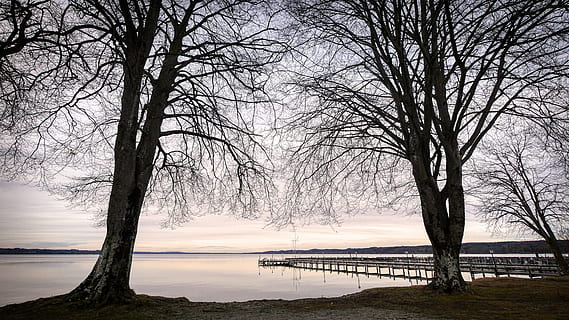 albero, rami, lago, web, paesaggio, starnberger vedi, atmosfera, acqua, albero nudo, la tranquillità, cielo, scenics - natura, ramo, nessuno, natura, bellezza nella natura, scena tranquilla, pianta, terra, all'aperto, giorno, temperatura fredda, spiaggia, tronco, 4K, CC0, dominio pubblico, privo di copyright