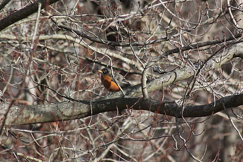 Robin, Baum, Geäst, Winter, Vogel, Tiere in freier Wildbahn, Ast, Tierwelt, Wirbeltier, hocken, Tierthemen, Tier, ein Tier, Pflanze, kahler Baum, Fokus auf den Vordergrund, keine Leute, Natur, Tag, draußen, selektiver Fokus, kalte Temperatur, Zweig, 4K, CC0, gemeinfrei, lizenzfrei