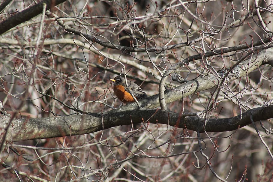 robin, træ, grene, vinter, fugl, dyr i naturen, afdeling, dyreliv, hvirveldyr, perching, dyre temaer, dyr, et dyr, plante, bare træ, fokus på forgrunden, ingen mennesker, natur, dag, udendørs, selektiv fokusering, kold temperatur, Kvist, 4K