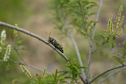 juodas vabzdis, vabzdys, gyvūnas, sodo voras, voras, arachhnid, bestuburiai, spygliuočių, medis, augalų, flora, paparčiai, pušis, augmenija, žolė, eglės, abies, gyvūnams, vienas gyvūnas, gyvūnų temos, gyvūnų gyvūnija, sutelkti dėmesį į naujas žinias, pobūdį, žalia spalva, dieną, augimą, atrankinis dėmesys, nėra žmonių, Iš arti, augalų dalis, lapai, grožis gamtoje, lauke, gyvūnų sparnas, drugelis - vabzdys, 4K, CC0, Viešasis domenas, nemokamai