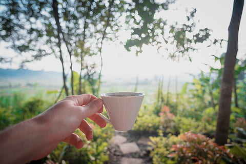 koffie, Java, Indonesië, zonsopkomst, uitzicht, natuur, vers, menselijke hand, hand-, kop, menselijk lichaamsdeel, mok, fabriek, een persoon, bezit, koffiekop, boom, koffie - drankje, dag, drinken, echte mensen, eten en drinken, levensstijlen, focus op de voorgrond, verfrissing, buitenshuis, kopje thee, vinger, 5K, CC0, publiek domein, royaltyvrij