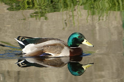 kaczka, zwemvogel, odbicie, holenderski, woda, Natura, ptak, odzwierciedlić, skrzydełka, zwierzęca przyroda, jezioro, zwierzęta na wolności, tematy zwierzęce, kręgowiec, zwierzę, drób, kaczka krzyżówka, pływanie, nabrzeże, męskie zwierzę, żadnych ludzi, wodny ptak, jedno zwierzę, kaczka po mandaryńsku, na dworze, dziób, 2K, CC0, domena publiczna, darmowe zdjęcia