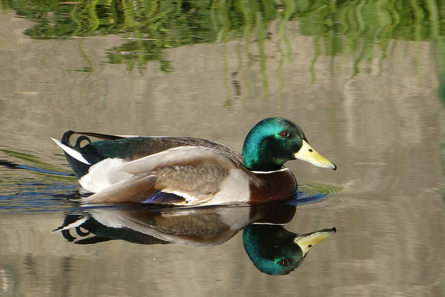 ànec, zwemvogel, reflexió, holandès, aigua, naturalesa, ocell, reflexionar, ales, fauna animal, llac, animals a la natura, temes d'animals, vertebrats, animal, aus de corral, ànec real, nedar, davant del mar, animal masculí, cap gent, ocell aquàtic, un animal, mandarina, a l'aire lliure, bec, 2K