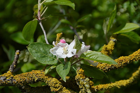 arbre, flor, full, branca, escuma, naturalesa, primavera, plantes, jardí, botànica, flora, escotilla, planta, creixement, bellesa a la natura, planta amb flors, frescor, vulnerabilitat, part de la planta, fragilitat, primer pla, pètal, cap de flor, inflorescència, color verd, dia, Color blanc, cap gent, pol·len, a l'aire lliure, 2K, CC0, domini públic, lliure de regalies