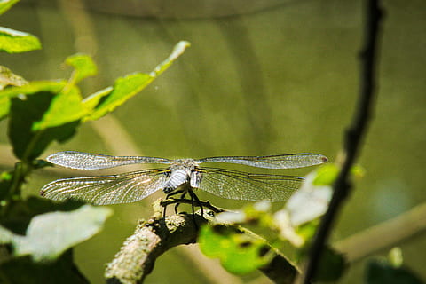macro, natura, libellula, insetto, animale, temi animali, invertebrato, fauna selvatica, animali allo stato selvatico, un animale, ala animale, avvicinamento, pianta, nessuno, foglia, parte vegetale, concentrarsi sulle conoscenze acquisite, bellezza nella natura, parte del corpo animale, appollaiati, colore verde, all'aperto, condizione naturale, 4K, CC0, dominio pubblico, privo di copyright