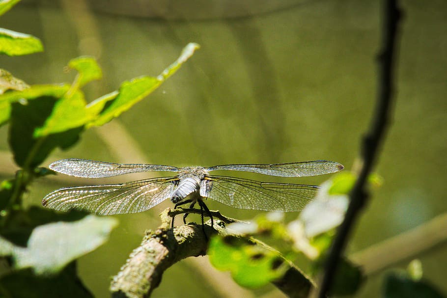 macro, natura, libellula, insetto, animale, temi animali, invertebrato, fauna selvatica, animali allo stato selvatico, un animale, ala animale, avvicinamento, pianta, nessuno, foglia, parte vegetale, concentrarsi sulle conoscenze acquisite, bellezza nella natura, parte del corpo animale, appollaiati, colore verde, all'aperto, condizione naturale, 4K
