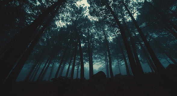 fotografia d'angle baix, arbres, nit, arbre, canviant d'humor, eery, fosc, por, bosc, a l'aire lliure, vespre, posta de sol, pi, boira, naturalesa, misteri, fantasmal, fusta, planta, terra, vista d’angle baix, tronc de l'arbre, tronc, tranquil·litat, bellesa a la natura, creixement, silueta, escena tranquil·la, cap gent, cel, escenics - natura, alta - alta, escena no urbana, bosc de pi, 5K, CC0, domini públic, lliure de regalies