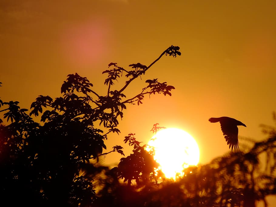 Índia, coimbatore, posta de sol, ocell, arbre, temes d'animals, cel, silueta, animals a la natura, animal, vertebrats, sol, un animal, fauna animal, color taronja, planta, naturalesa, llum solar, bellesa a la natura, cap gent, creixement, a l'aire lliure, flare de la lent, 4K