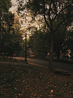 Foto, træer, parkere, bænke, grene, miljø, faldne blade, græs, jord, lygtepæl, landskab, natur, pathway, vej, gade, træ, plante, efterår, lave om, blad, plante del, ingen mennesker, park - mand skabt plads, ro, faldende, vækst, skønhed i naturen, dag, udendørs, scenics - natur, træstamme, rolig scene, blade, 4K, CC0, offentligt domæne, royaltyfrie