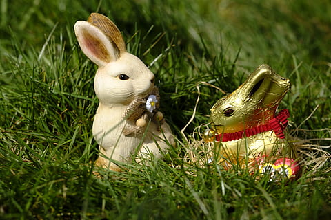 llebre, conill de Pasqua, Pasqua, figura, xocolata, amor, afecte, herba, prat, pressa, mapa, osterkarte, planta, animal, representació animal, naturalesa, representació, celebració, festa, temes d'animals, conill - animal, color verd, terra, camp, enfocament selectiu, dia, cap gent, a l'aire lliure, 5K, CC0, domini públic, lliure de regalies
