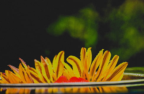 Índia, mysuru, frescor, primer pla, flor, planta amb flors, planta, cap gent, vulnerabilitat, bellesa a la natura, fragilitat, pètal, cap de flor, creixement, inflorescència, naturalesa, groc, enfocament selectiu, centrar-se en primer pla, dia, a l'aire lliure, color verd, 4K, CC0, domini públic, lliure de regalies