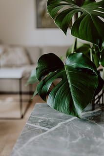dark, green, leaves, monstera, copy space, background, leaf, plant, greenery, botany, negative space, jungle, philodendron, houseplant, plant part, green color, indoors, close-up, home interior, no people, selective focus, freshness, focus on foreground, nature, growth, home, vegetable, flooring, domestic room, table, day, potted plant, 5K, CC0, public domain, royalty free