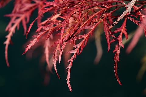 maple, fulles, vermell, arce vermell, licitació, primavera, apuntat, primer pla, fulles d'auró, japonès, arce japonès, naturalesa, vegetació, fons, planta, cap gent, centrar-se en primer pla, creixement, menjar, menjar i beguda, dia, bellesa a la natura, a l'aire lliure, pebrot picant, part de la planta, full, arbre, espècia, pebre, penjant, enfocament selectiu, condició natural, 5K, CC0, domini públic, lliure de regalies