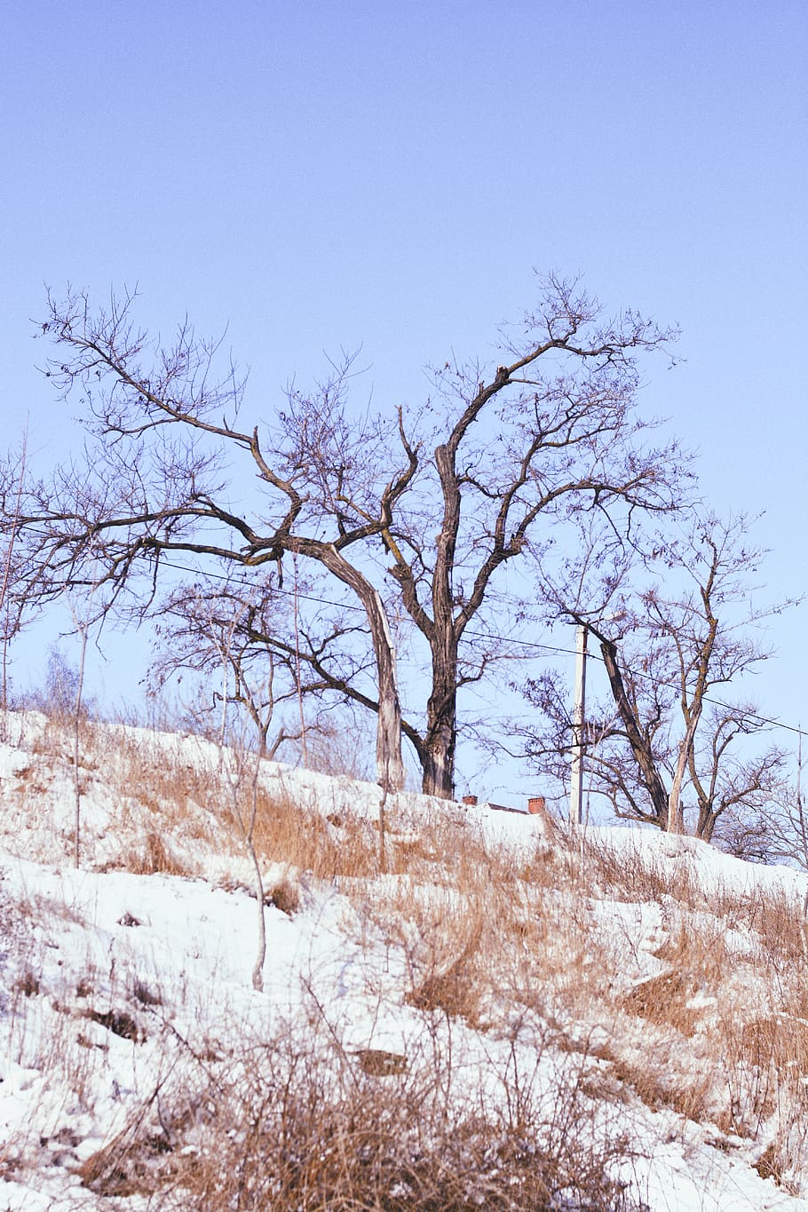 træ, sne, himmel, lys, tapet, natur, baggrund, landskab, VSCO, vinter, kold temperatur, plante, bare træ, ro, scenics - natur, skønhed i naturen, ingen mennesker, jord, rolig scene, ikke-urbane scene, miljø, Mark, skyfri himmel, dag, udendørs, død plante, 5K