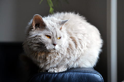 kucing, sofa, cahaya, selkirk rex, kucing domba, mata oranye, krem, kucing rumahan, sinar matahari, nyaman, melihat, bulu, mieze, lokal, mamalia, hewan peliharaan, binatang lokal, satu binatang, duduk, licik, bertulang belakang, merapatkan, dalam ruangan, orang-orang, potret, fokus pada latar depan, mencari, rambut hewan, maine coon cat, kumis, mata kuning, 5K, CC0, domain publik, bebas royalti