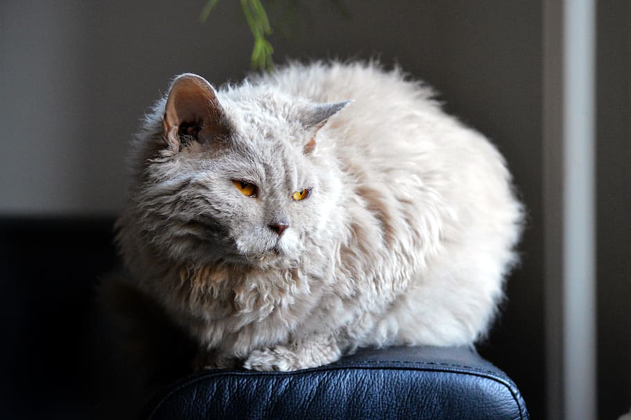 gat, sofà, brillar, llum, selkirk rex, gat d'ovella, ulls de taronja, beix, gat domèstic, llum solar, acollidor, vista, pell, mieze, nacional, mamífer, mascotes, animals domèstics, un animal, assegut, felí, vertebrats, primer pla, a l'interior, gent, retrat, centrar-se en primer pla, mirant, pèl d’animals, maine coon cat, bigotis, ulls grocs, 5K