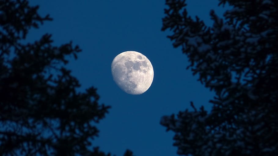 Canadà, canmore, arbre, nit, astrofotografia, cràters, lluna, hivern, nevat, picea, zoom, alberta, arbres, cel, espai, bellesa a la natura, naturalesa, astronomia, escenics - natura, vista d’angle baix, lluna plena, cap gent, planta, blau, fosc, tranquil·litat, llum de la lluna, silueta, a l'aire lliure, branca, Lluna planetària, arbre d’arbre, 4K