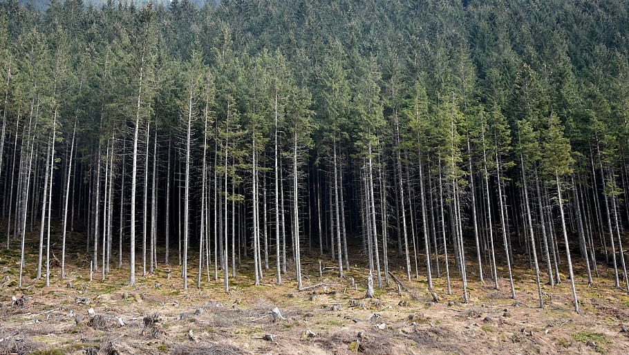 bosc, arbre, exactament, místic, paisatge, naturalesa, atmosfera, verd, misteri, boscos, misteriós, planta, terra, creixement, cap gent, tranquil·litat, dia, bellesa a la natura, escena no urbana, escena tranquil·la, escenics - natura, medi ambient, abundància, a l'aire lliure, camp, remot, pi, arbre de coníferes, bosc de pi, bambú - planta, 5K